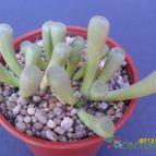 Collecion de cesarschuster