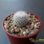 Collecion de cesarschuster