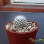 Collecion de cesarschuster