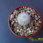 Collecion de cesarschuster