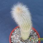 Collecion de cesarschuster