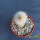 Collecion de cesarschuster