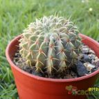 Collecion de cesarschuster