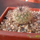 Collecion de cesarschuster