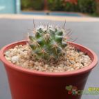 Collecion de cesarschuster