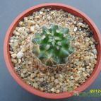 Collecion de cesarschuster