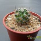 Collecion de cesarschuster
