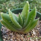 Collecion de cesarschuster