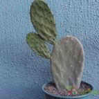 Collecion de cesarschuster