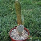 Collecion de cesarschuster