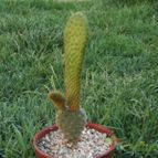 Collecion de cesarschuster