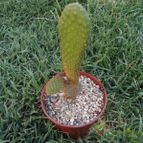Collecion de cesarschuster