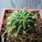 Collecion de cesarschuster