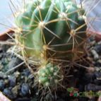 Collecion de cesarschuster