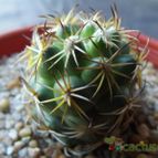 Collecion de cesarschuster