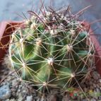 Collecion de cesarschuster