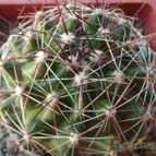 Collecion de cesarschuster