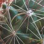 Collecion de cesarschuster