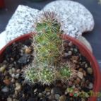 Collecion de cesarschuster