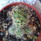 Collecion de cesarschuster
