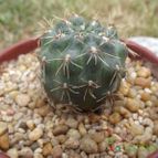 Collecion de cesarschuster