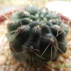 Collecion de cesarschuster