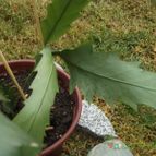 Collecion de cesarschuster