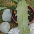 Collecion de cesarschuster