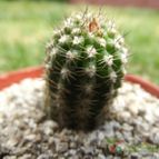 Collecion de cesarschuster