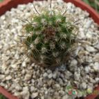 Collecion de cesarschuster