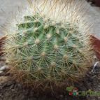 Collecion de cesarschuster