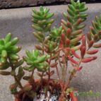 Collecion de cesarschuster