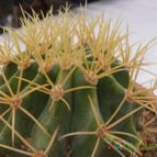 Collecion de cesarschuster