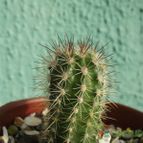 Collecion de cesarschuster