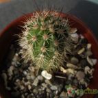 Collecion de cesarschuster