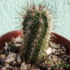 Collecion de cesarschuster