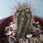 Collecion de cesarschuster