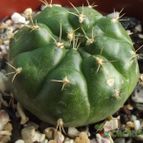 Collecion de cesarschuster