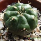 Collecion de cesarschuster