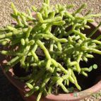 Collecion de cesarschuster