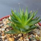 Collecion de cesarschuster