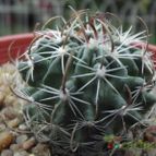 Collecion de cesarschuster