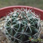 Collecion de cesarschuster