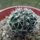 Collecion de cesarschuster