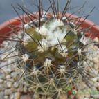 Collecion de cesarschuster