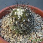 Collecion de cesarschuster