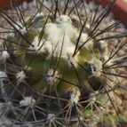 Collecion de cesarschuster