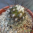 Collecion de cesarschuster