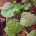 Collecion de cesarschuster