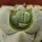 Collecion de cesarschuster